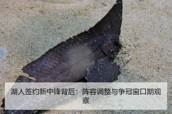 湖人签约新中锋背后：阵容调整与争冠窗口期观察